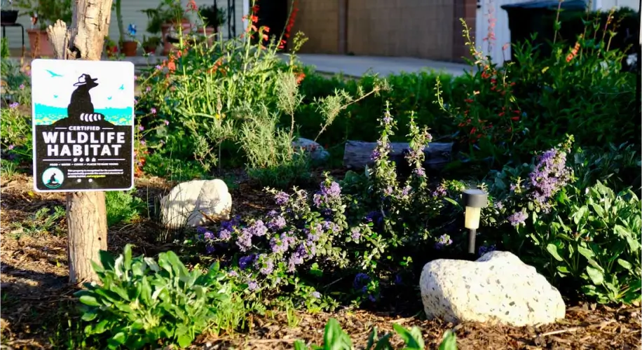 Maintaining Your Drought-Tolerant