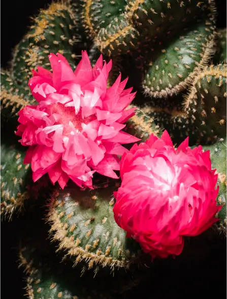 Succulents and Cacti Image