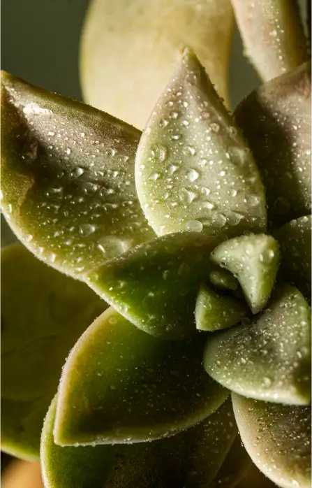 Succulents and Cacti