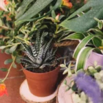 lush garden blog archieve