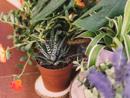 lush garden blog archieve