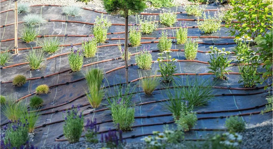 fire resistant plants